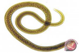 Litbang Teliti Penyebaran Cacing Buski 