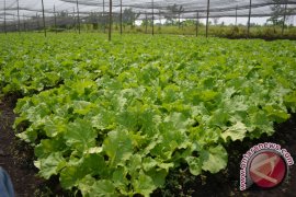 Harga Sawi Di Pontianak Naik 100 Persen