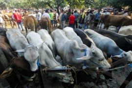 Swasembada Gula dan Daging Optimistis Tercapai