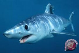 Lima Spesies Hiu Berjalan Ada Di Indonesia