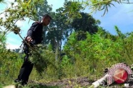 Petani: Tanam Ganja Tidak Membuat Kaya