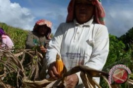 Petani Dataran Napu Poso Kembali Berkebun 