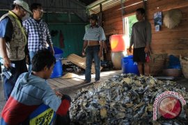  Ikan Asin Kering Kukar Jadi Komoditas Ekspor