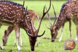 Rusa peliharaan bunuh pemilik dan lukai istrinya di Australia