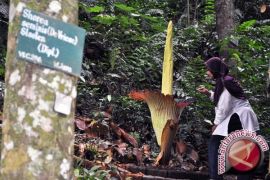 Bunga bangkai Indonesia akan dipamerkan di Korea