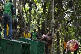 Peneliti: Perlu SOP Tangani Konflik Manusia-satwa Liar