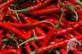 Apindo: Impor Antisipasi Kenaikan Harga Cabai