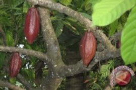 Petani Pesisir Selatan Keluhkan Anjloknya Harga Kakao