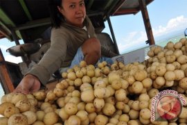 MUSIM LANGSAT Page 1 Small