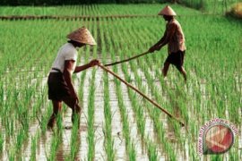Petani Pinogu Rasakan Program Optimasi Lahan 