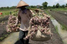 PANEN BAWANG MERAH