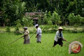 Petani Toboali Datangi Bupati Tuntut Ganti Lahan