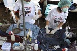 STERILISASI ANJING LIAR