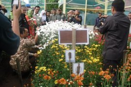 Balitbanghorti Panen Perdana Bunga Krisan di Solok