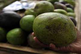 KHASIAT BUAH ALPUKAT