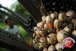 30 Persen Pekerja Perkebunan Karet Masih Gunakan Sandal