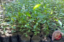 Bupati: Tanam Gaharu Untuk "Deposito" Masa Depan 