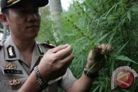 Ganja Bisa Tumbuh Subur di Bengkulu
