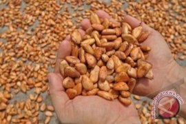 Harga Biji Kakao Di Kolaka Turun