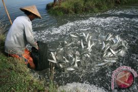 Indonesian govt to establish 20,000 hectares of fishponds this year