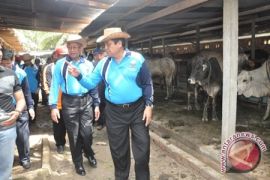 Gubernur Jambi minta kabupaten/kota fokus kembangkan IB
