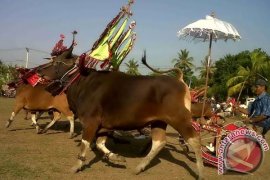 Sapi Gerumbungan Siap Meriahkan Festival Danau Kembar