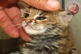 Perawatan dan Pengembangbiakan Hewan