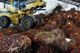 Harga TBS Sawit Riau Naik Rp14,54/Kg