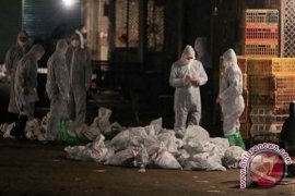 Flu unggas H7N9 dilaporkan di Tibet