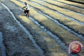 Babel Kembangkan Sistem Tanam Padi Tumpang Sari