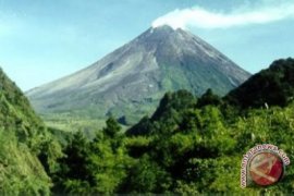 TNGM : kebakaran hutan Merapi ada unsur kesengajaan