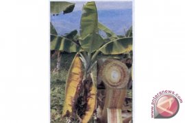 Layu Fusarium Serang Pisang 