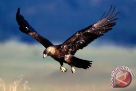 Burung Garuda berhasil dilepasliarkan di Merapi