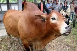 Kementan Dorong Sumbar Kembangkan Peternakan Lokal