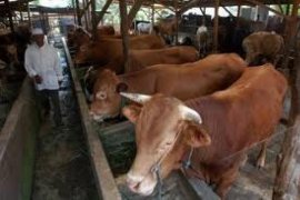 Sumbar Gelar Pameran Produksi Ternak 2013