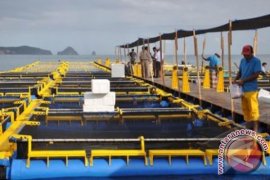 Budidaya laut peluang usaha berprospek cerah