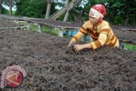 Bupati : SDM Petani Rumput Laut Mamuju Rendah 