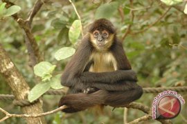 Kucing Gunung Andes Terancam Punah