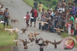 Wamenparekraf: Pacu Terbang Itik Bisa Mendunia