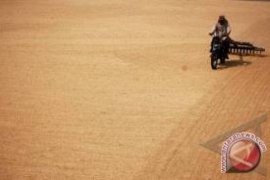 Mei, Harga Gabah di Sumbar Turun