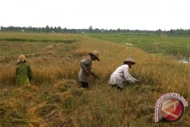 Tanaman Padi Di Kotawaringin Timur Terancam Gagal Panen 
