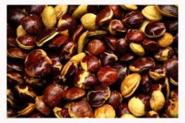 Pessel klaim punya jengkol terenak di Indonesia