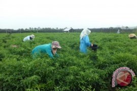 Petani pesisir Kulon Progo minta dibuatkan jalan