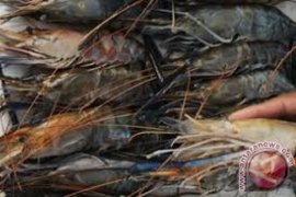 Indonesia Ajak Kerja Sama Asean Produksi Udang