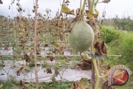 Enam hektare tanaman melon Bantul gagal panen