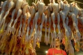 Sebanyak satu ton daging ayam beku disiapkan Bulog Bengkulu