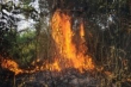 Puluhan Lahan yang Terbakar di Belasan Perusahaan HTI