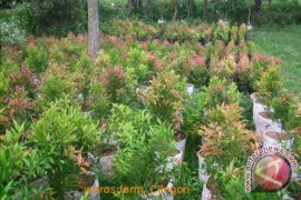 Kotabaru Tanam 2.000 Pohon 