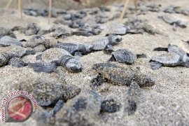 Konservasi Penyu Siap Ramaikan Ajang "Miss World"