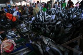 Harga Ikan Basah di Mamuju Naik 